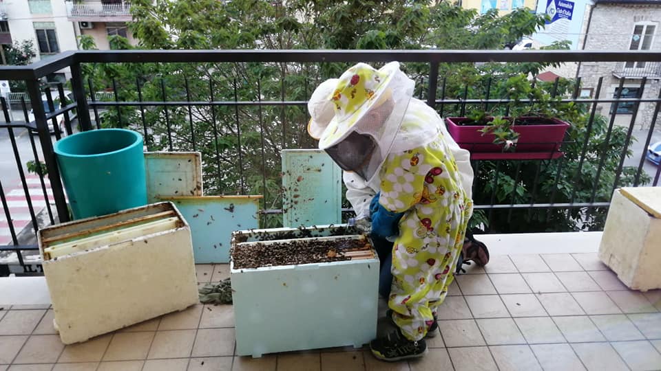 Nidi di api in via Campania, a Venafro